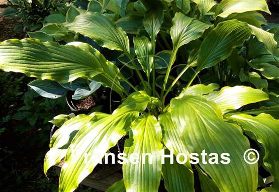 Hosta Three Coins